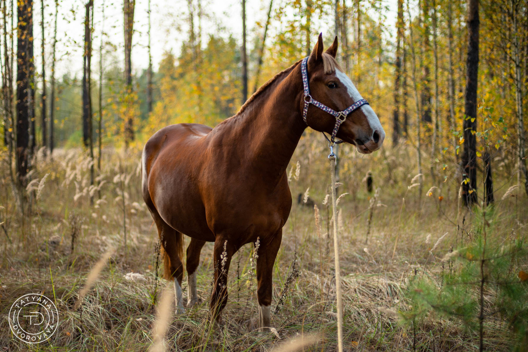 Серая лошадь в осеннем лесу