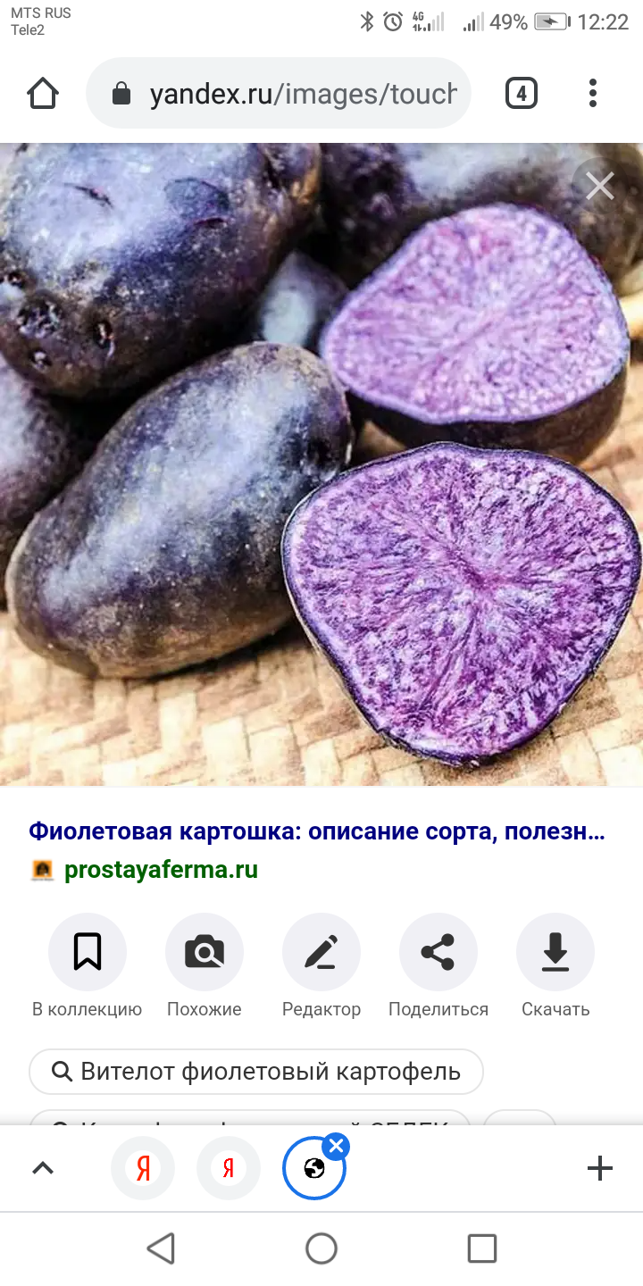 Фиолетовый картофель | Пикабу