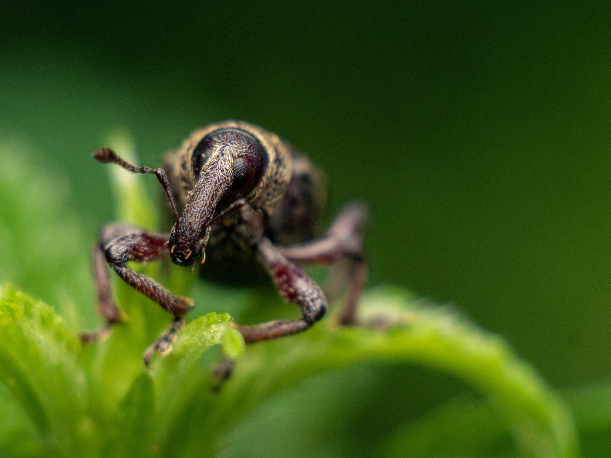 Долгоносик сосновый малый - Hylobius pinastri - Pine Weevil | Пикабу