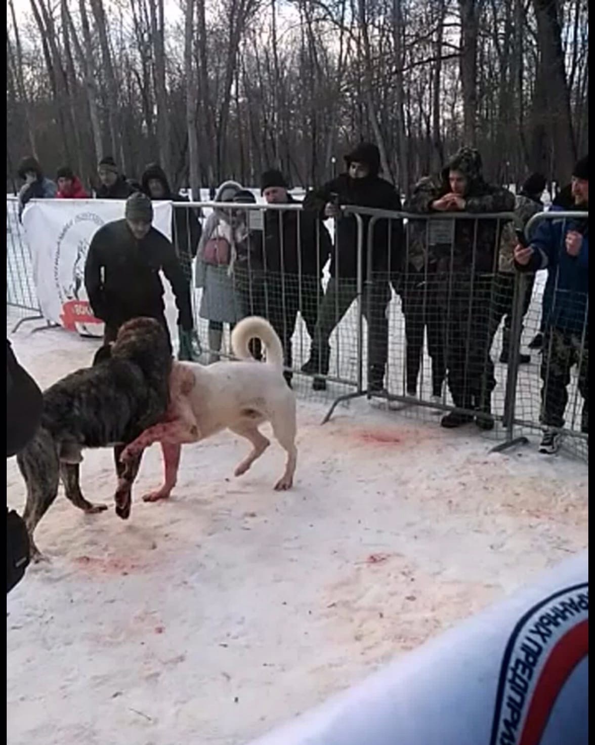 Собачьи бои на территории санатория в Воронеже | Пикабу