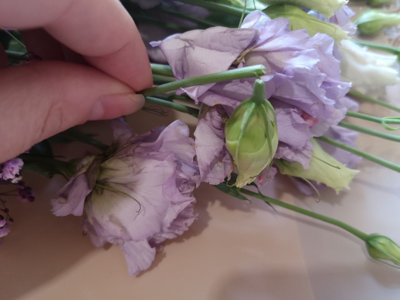 Телка написала в цветы