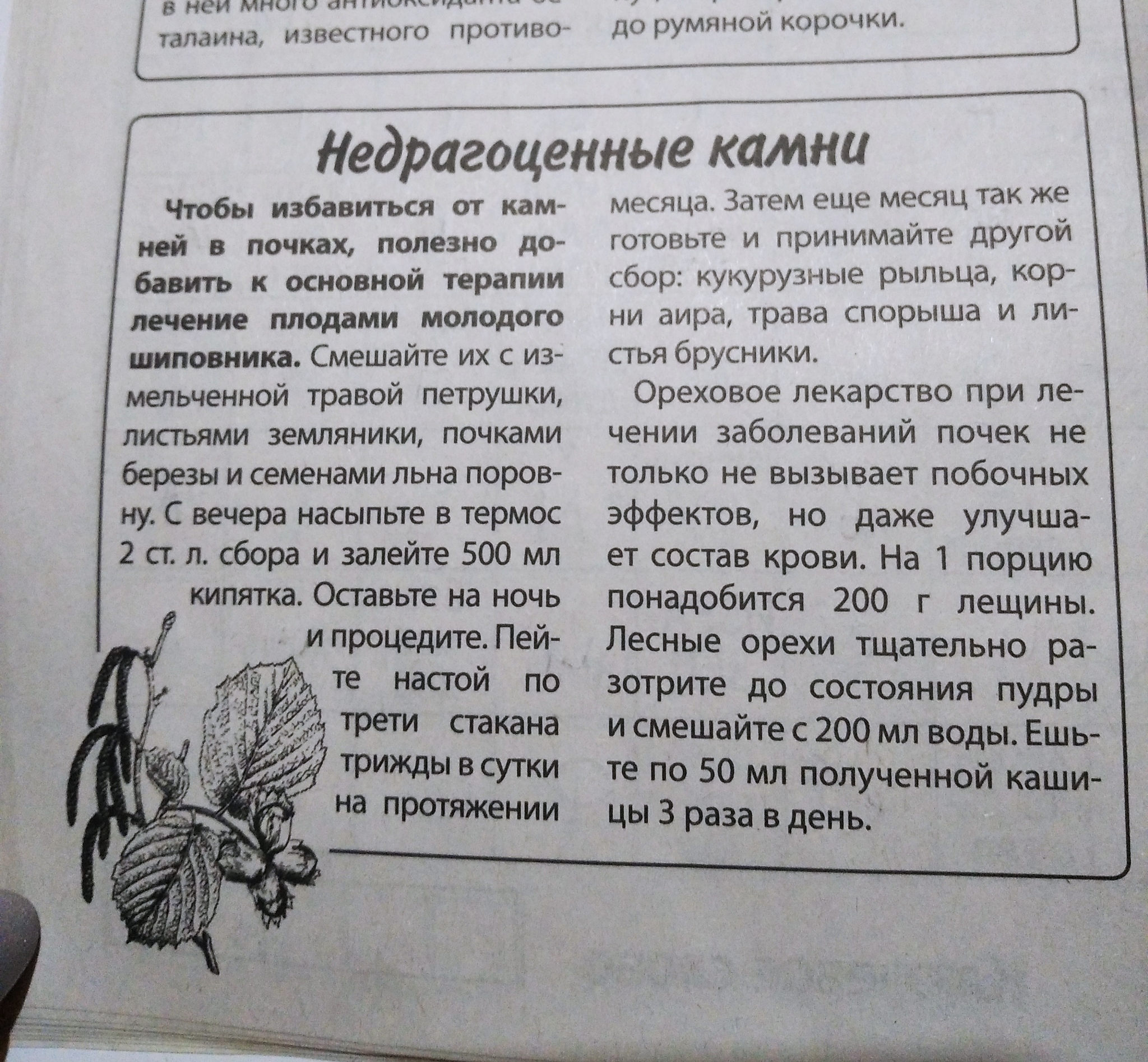 Просто возьмите плоды молодого шиповника | Пикабу