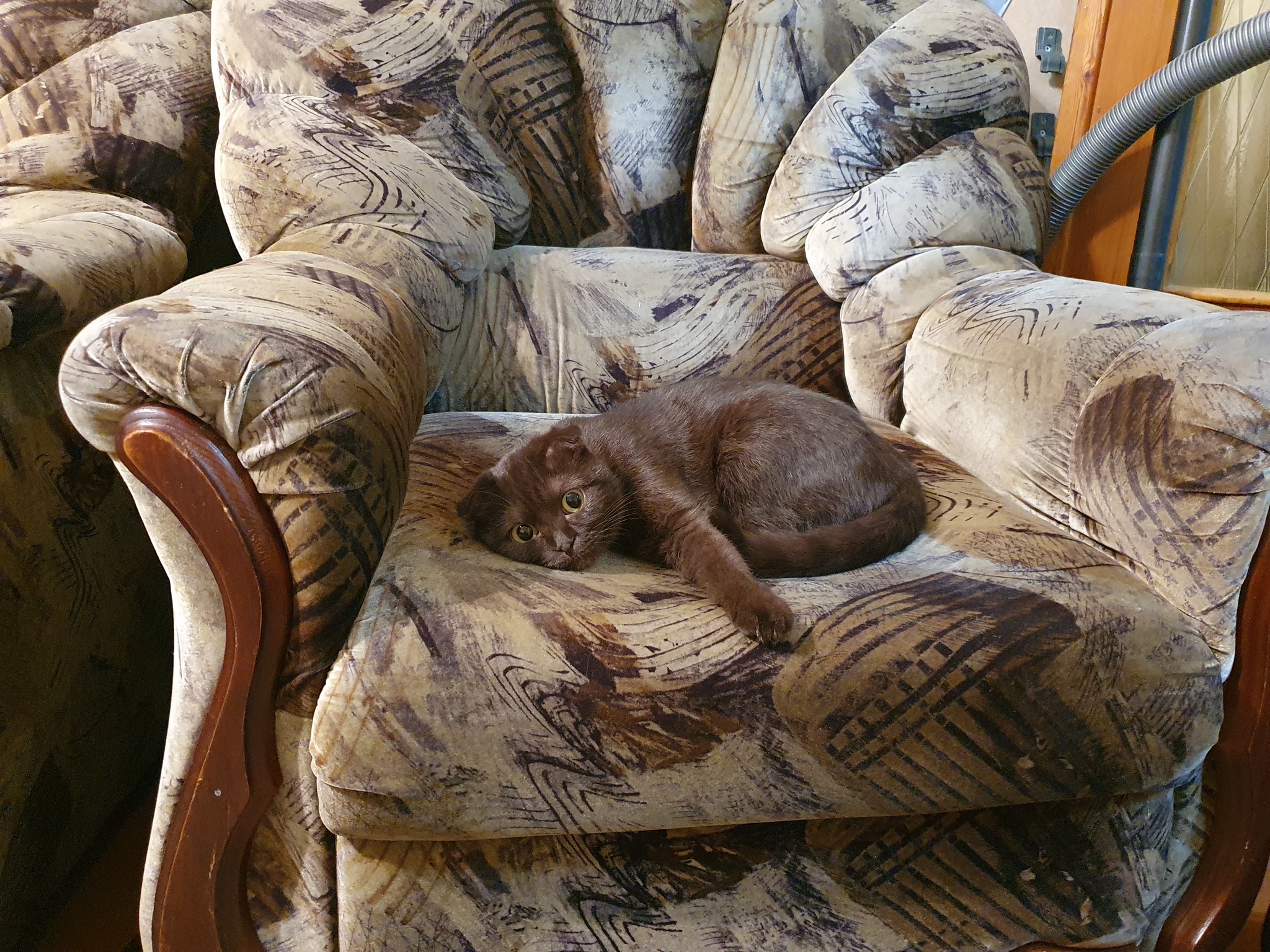 Кресло кот