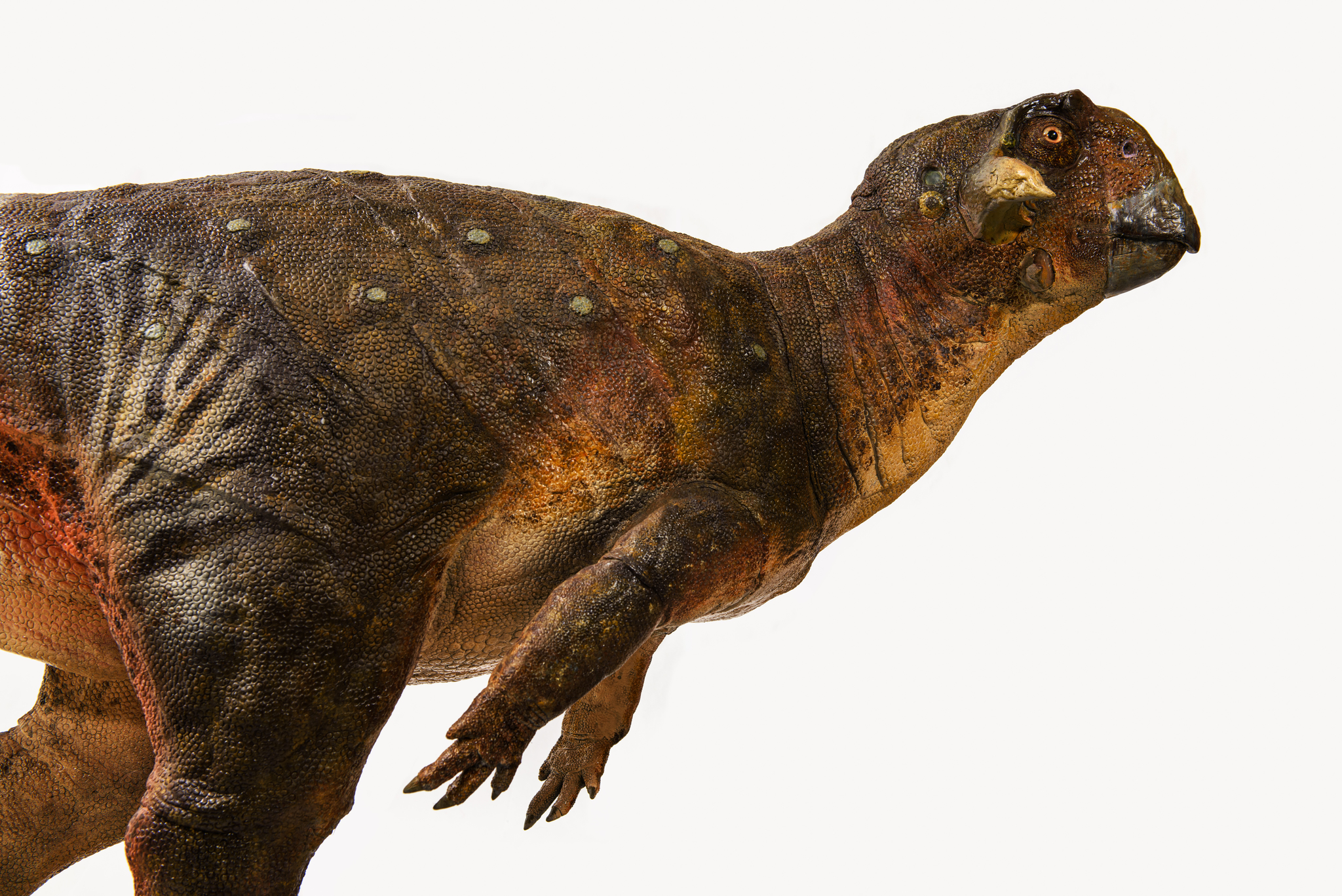 Пситтакозавр динозавр фото