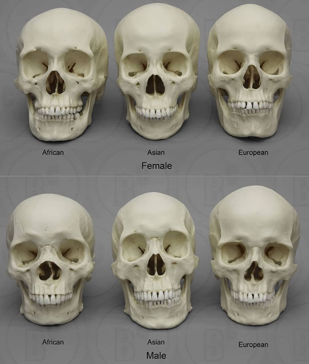 Половые и расовые различия в строении черепа | Пикабу