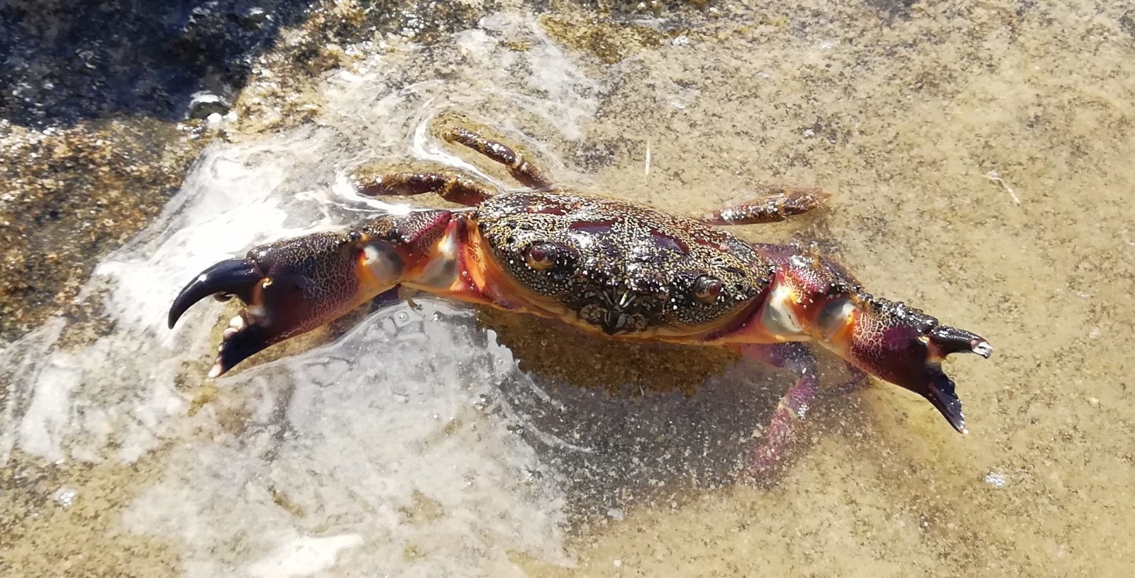 Есть ли крабы в белом море