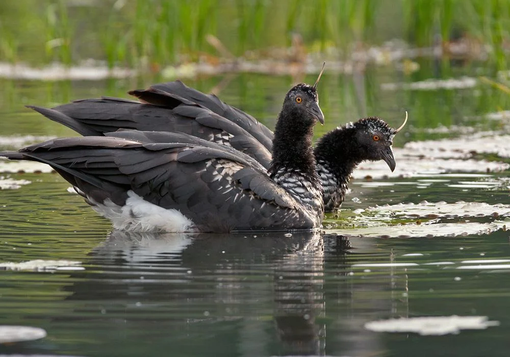 Horny Bird