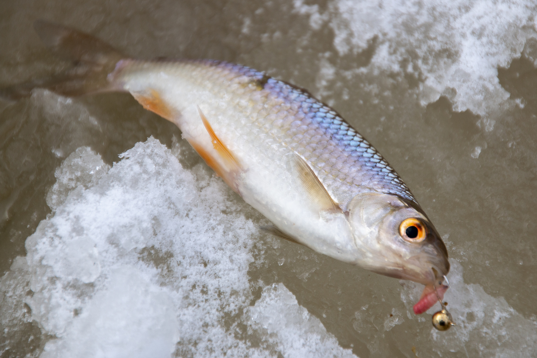 Воскресная рыбалка | Пикабу