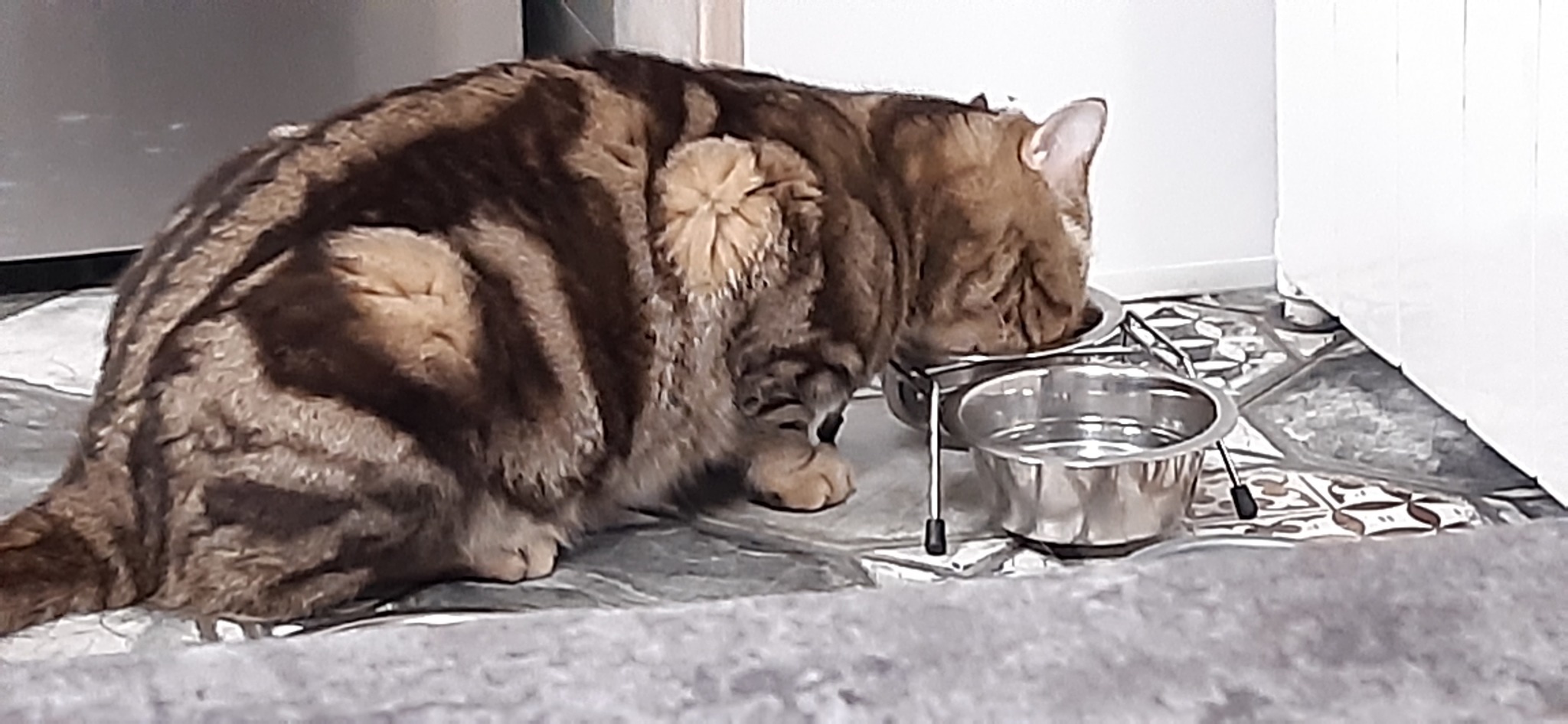 Кот ест | Пикабу