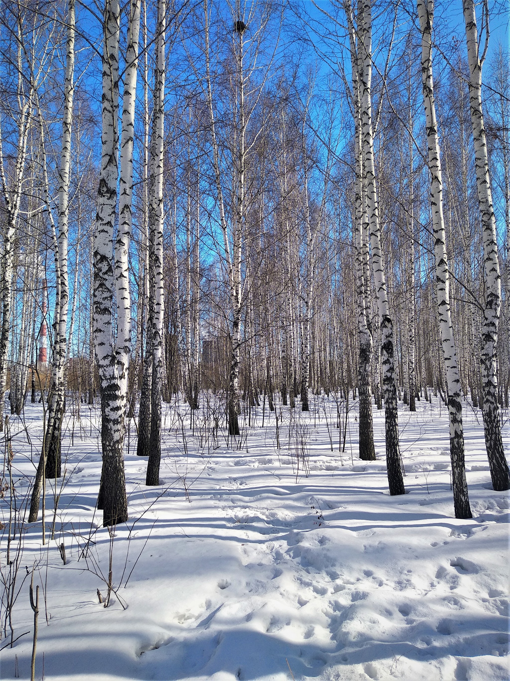 Поздняя весна картинки
