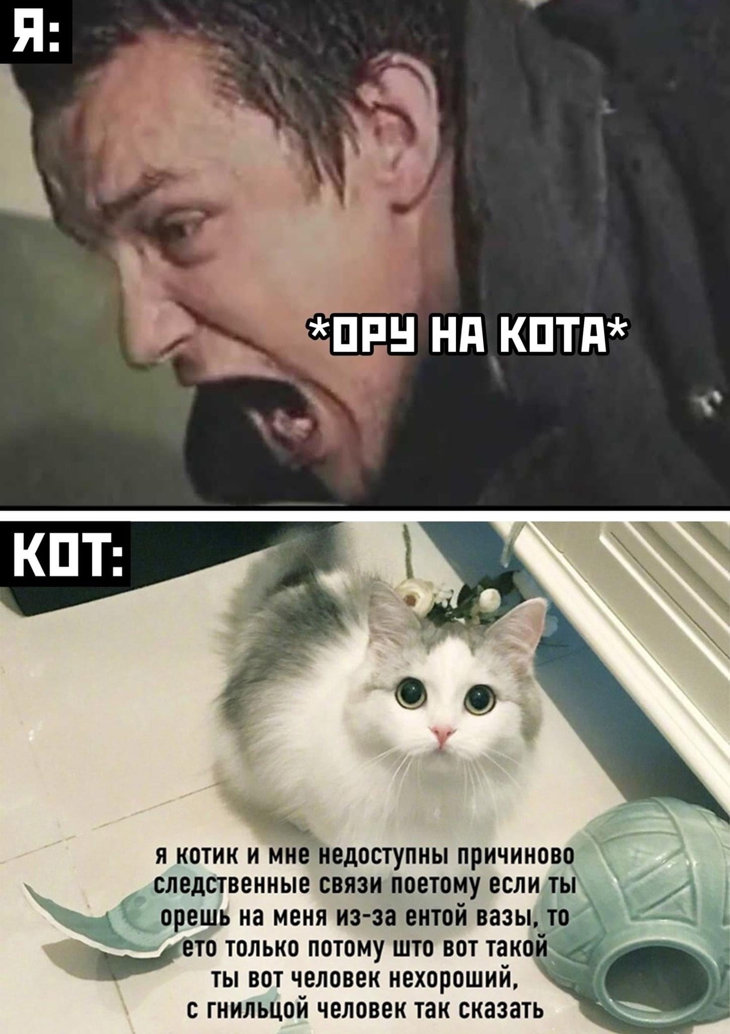Кот пикабу