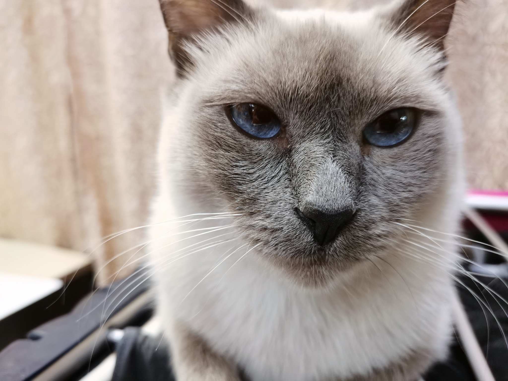 Кот коржик фото