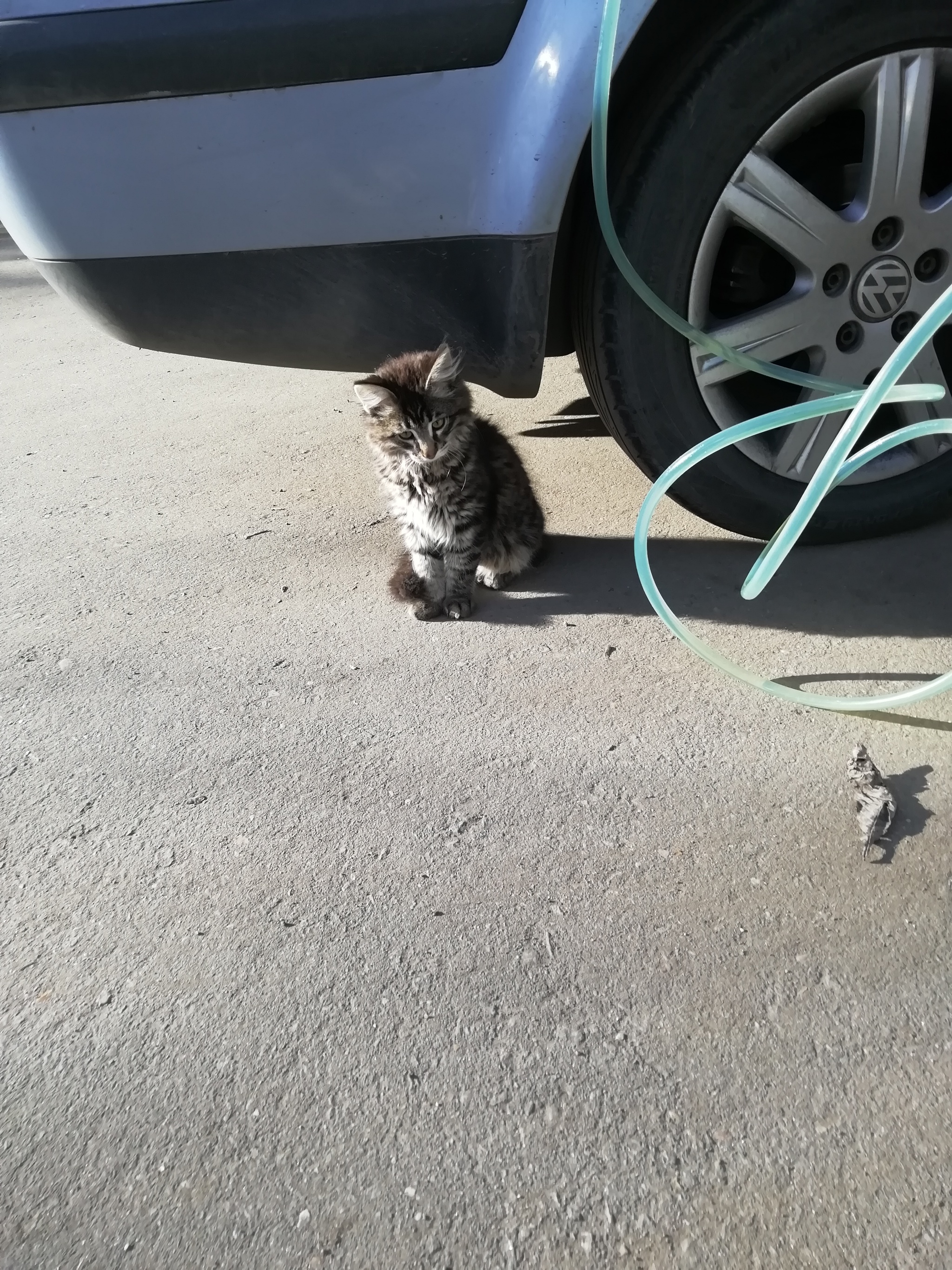 Котенок в добрые руки | Пикабу