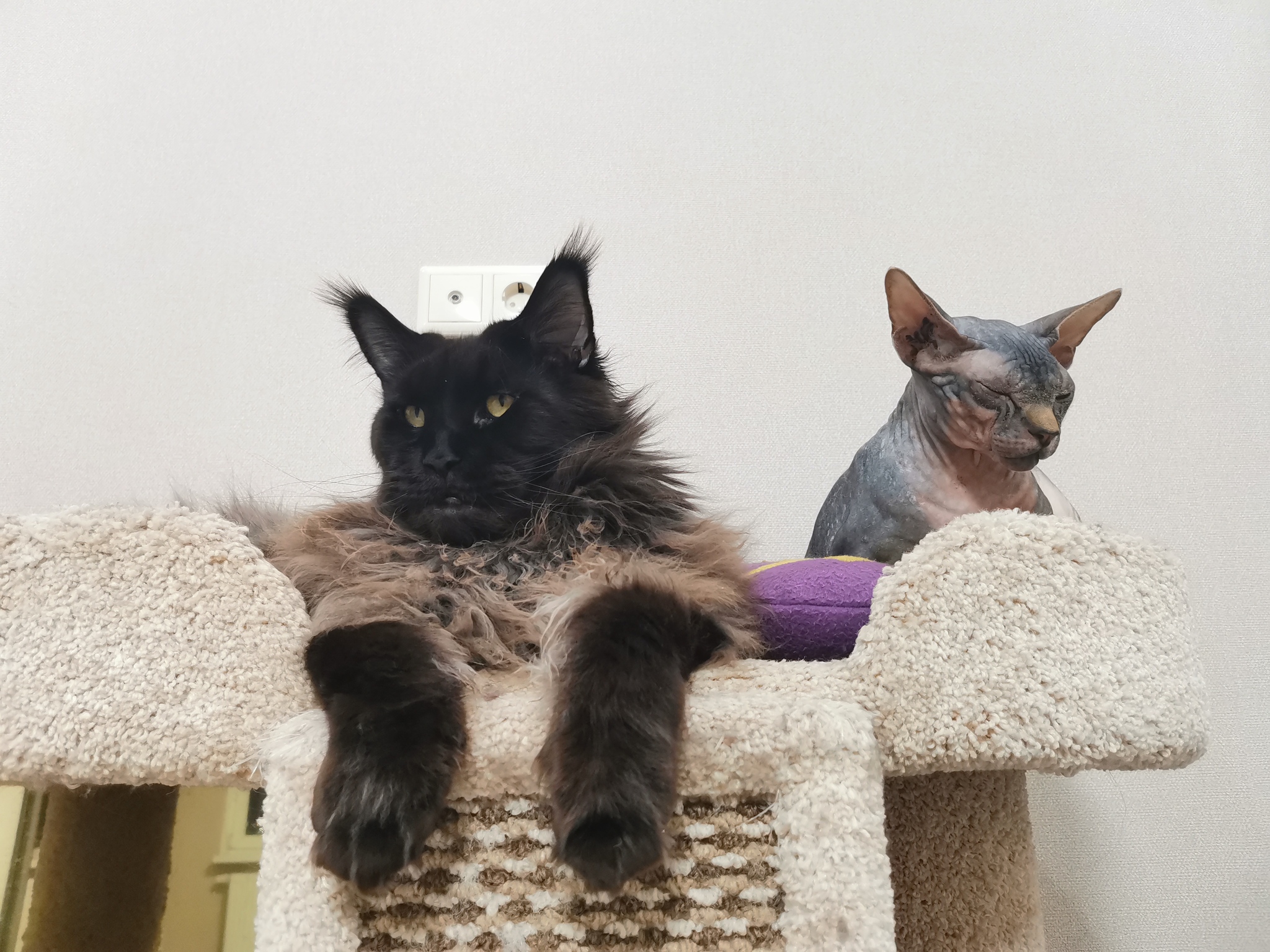 Большой кот и лысый кот | Пикабу