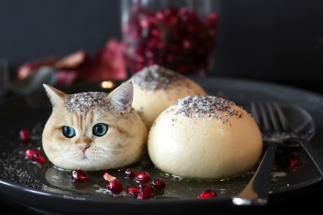 Котобулочка | Пикабу
