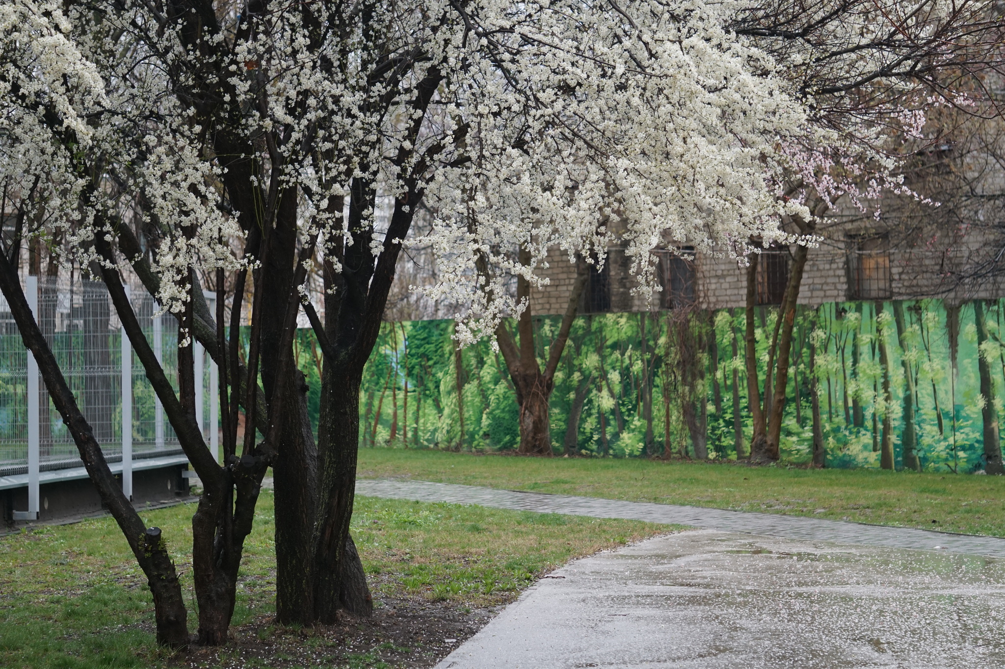 Парк сакуры в краснодаре. Краснодар Ставропольская цветение Сакуры. Парк Галицкого цветение Сакуры. В Краснодаре цветет Сакура.
