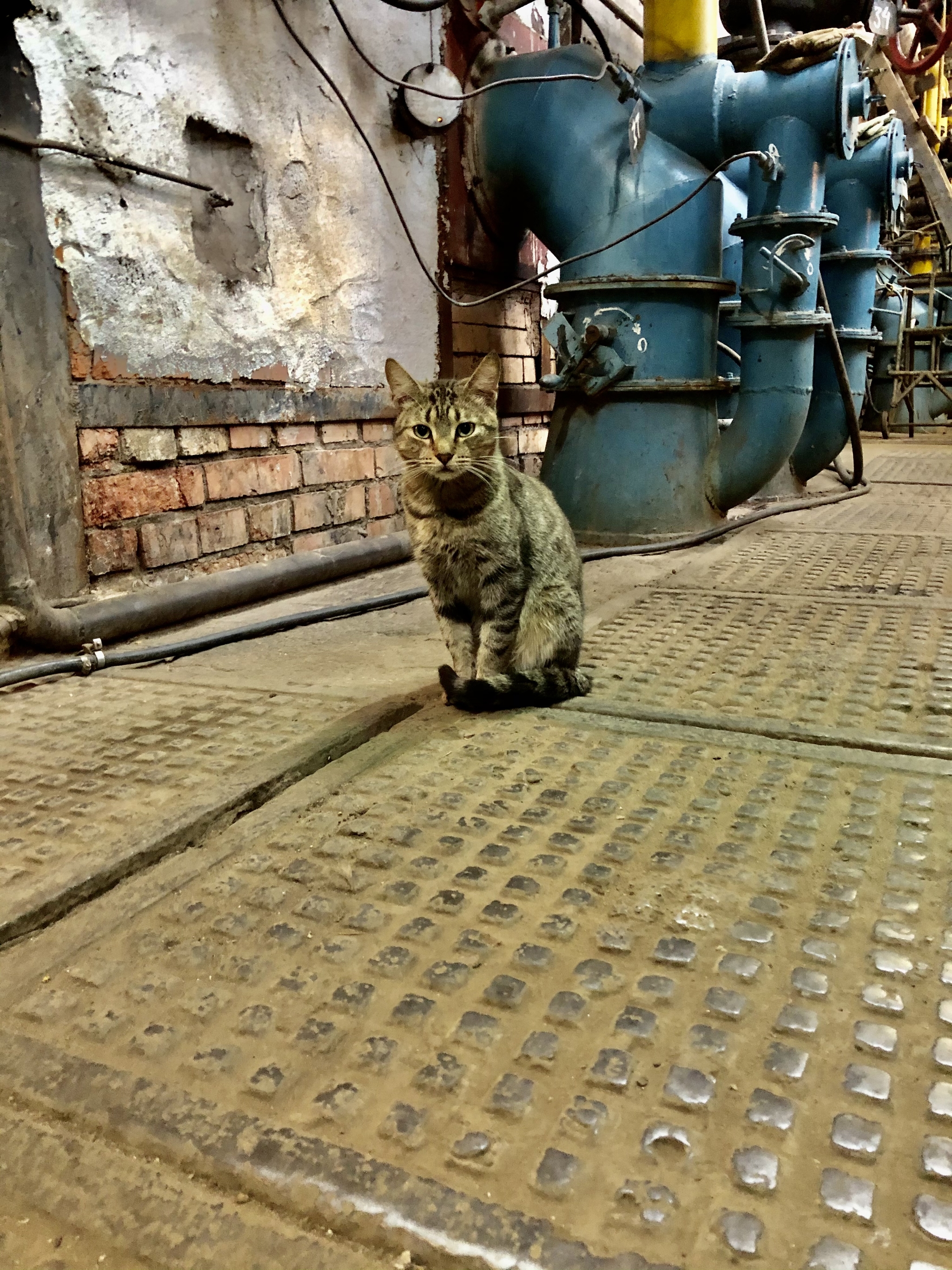 Котики на заводе