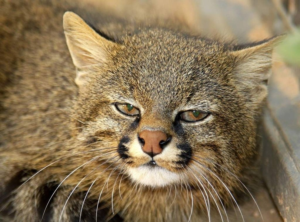 Пампасская кошка: Эффективнее ягуара. Вечно недовольный кот убивает добычу  почти в 100% случаев | Пикабу
