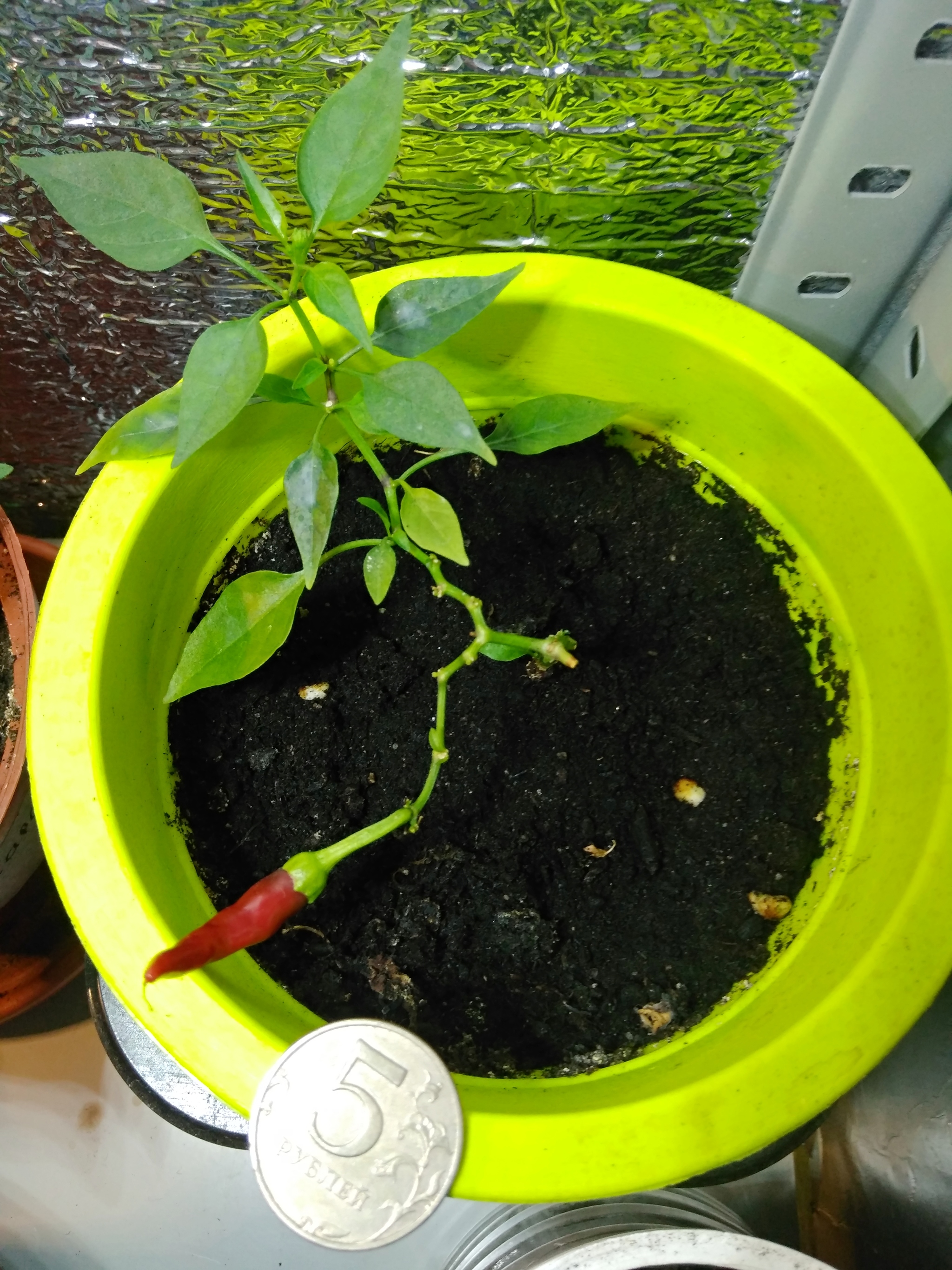 Перечный "бонсай" | Пикабу