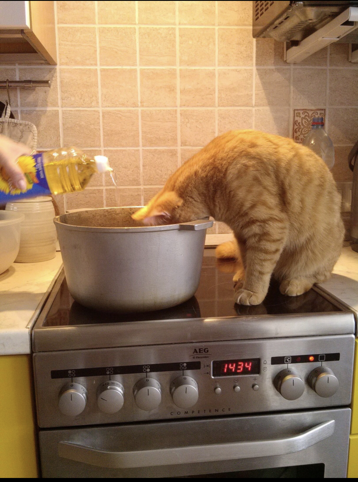 Cooking cat. Кот готовит. Кот с блинами. Котопомощник. Котик готовит еду.