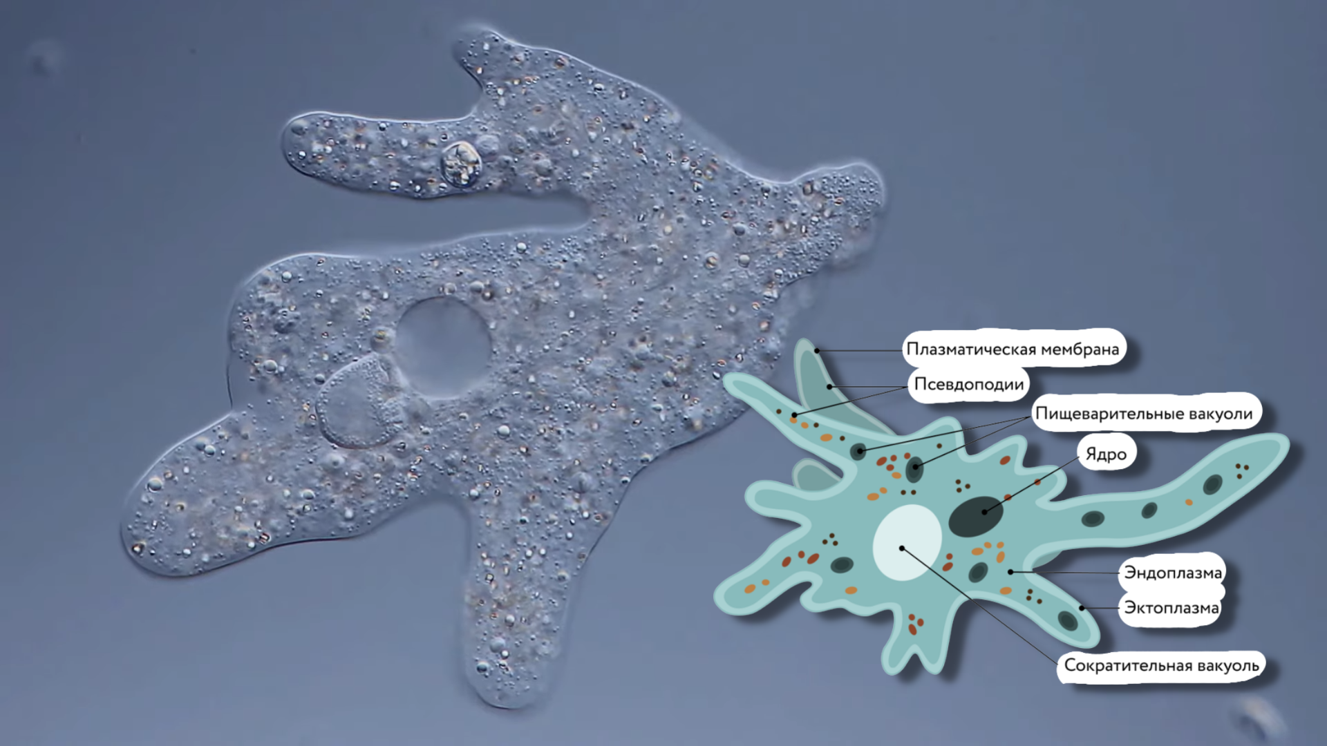 Амеба обыкновенная под микроскопом - фото и видео - 