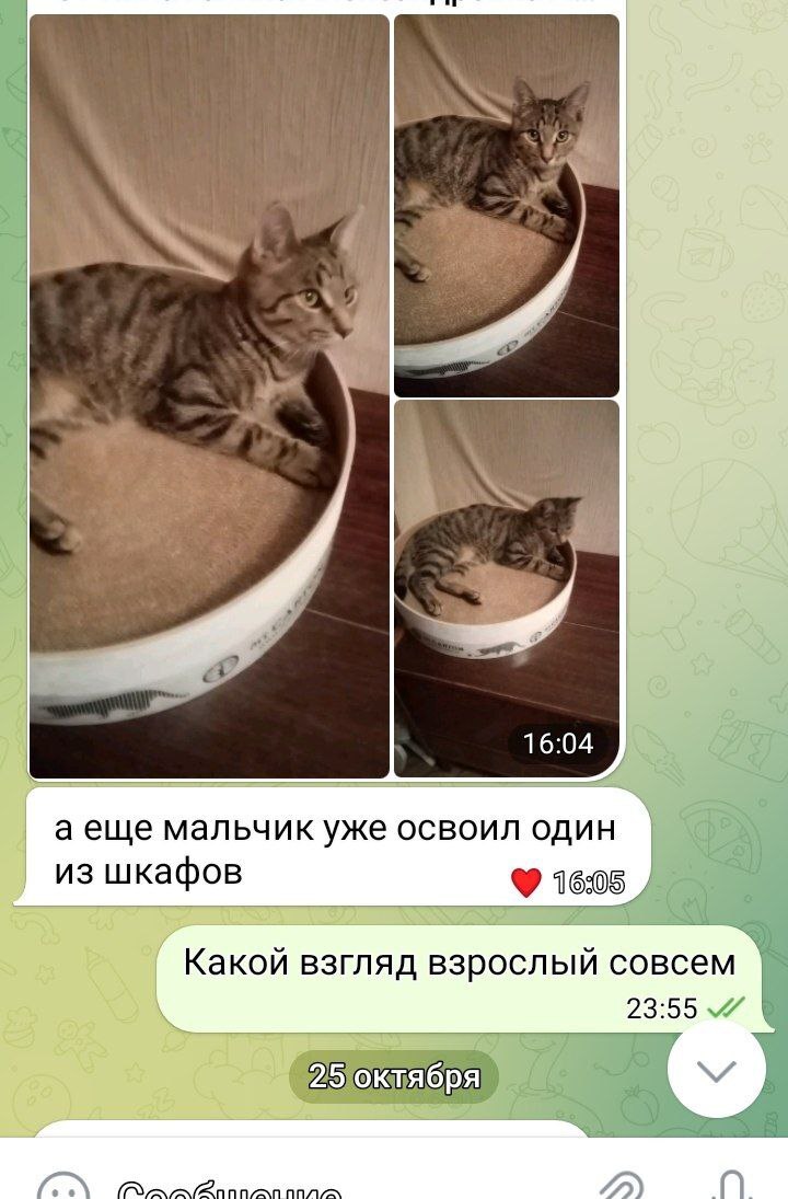 Котик Листик нашёл дом | Пикабу