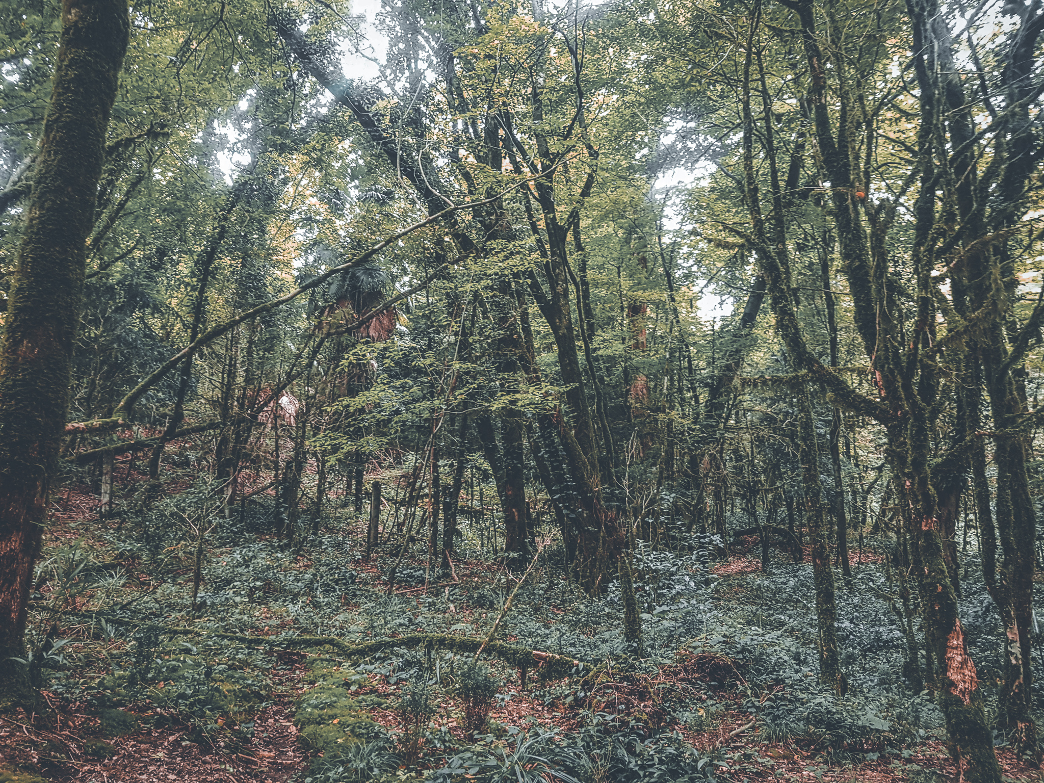 Самшитовый лес Адлер