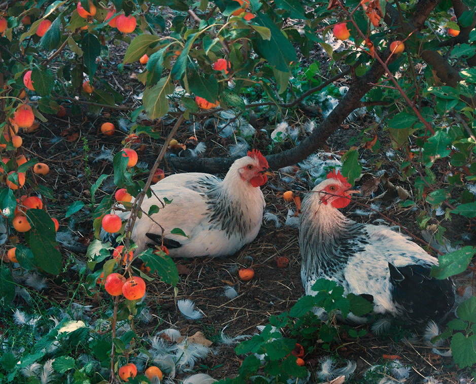 Мокрая курица... | Пикабу