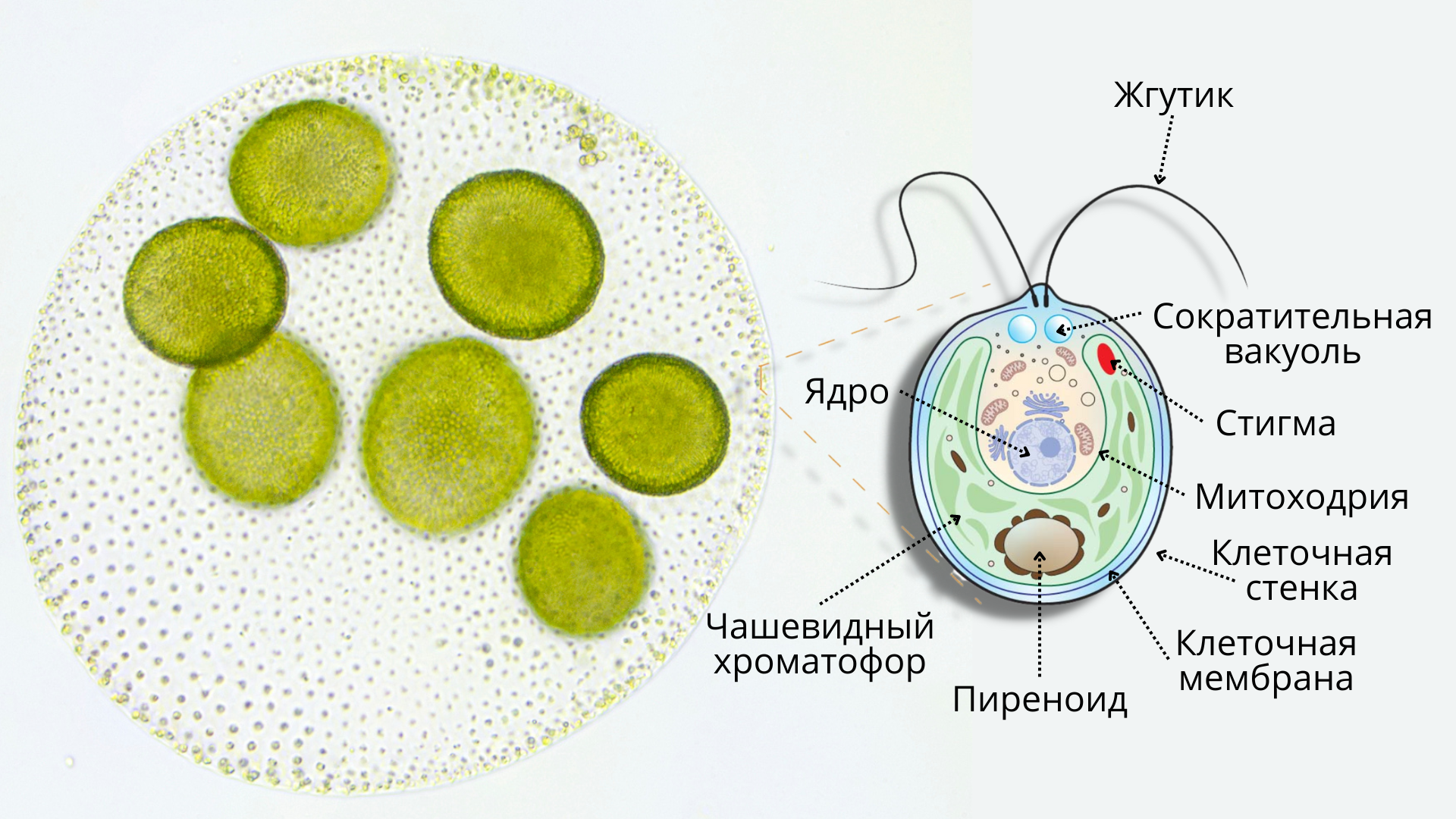 Фото воды под микроскопом – Статьи на сайте Четыре глаза