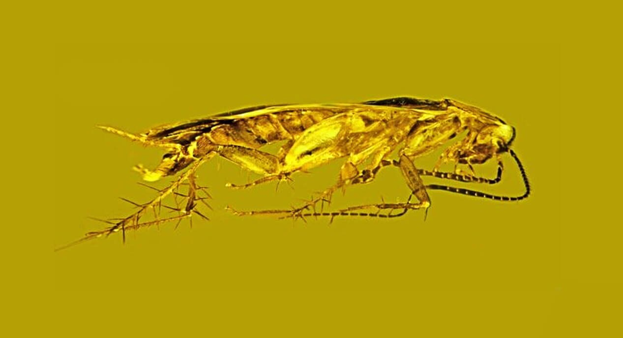 Впервые в янтаре найдена сперма древнего таракана | Пикабу