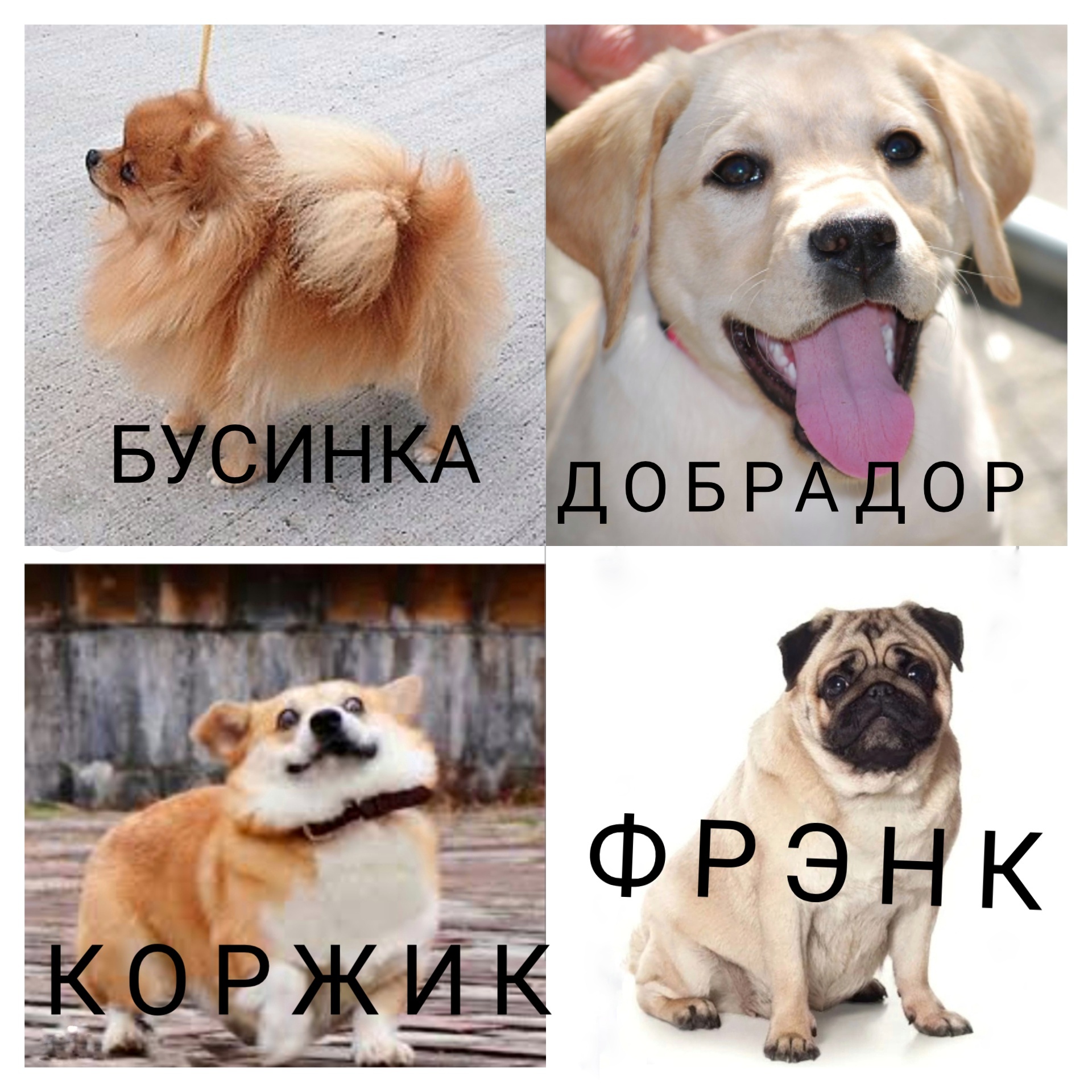 Порода собаки пикабу