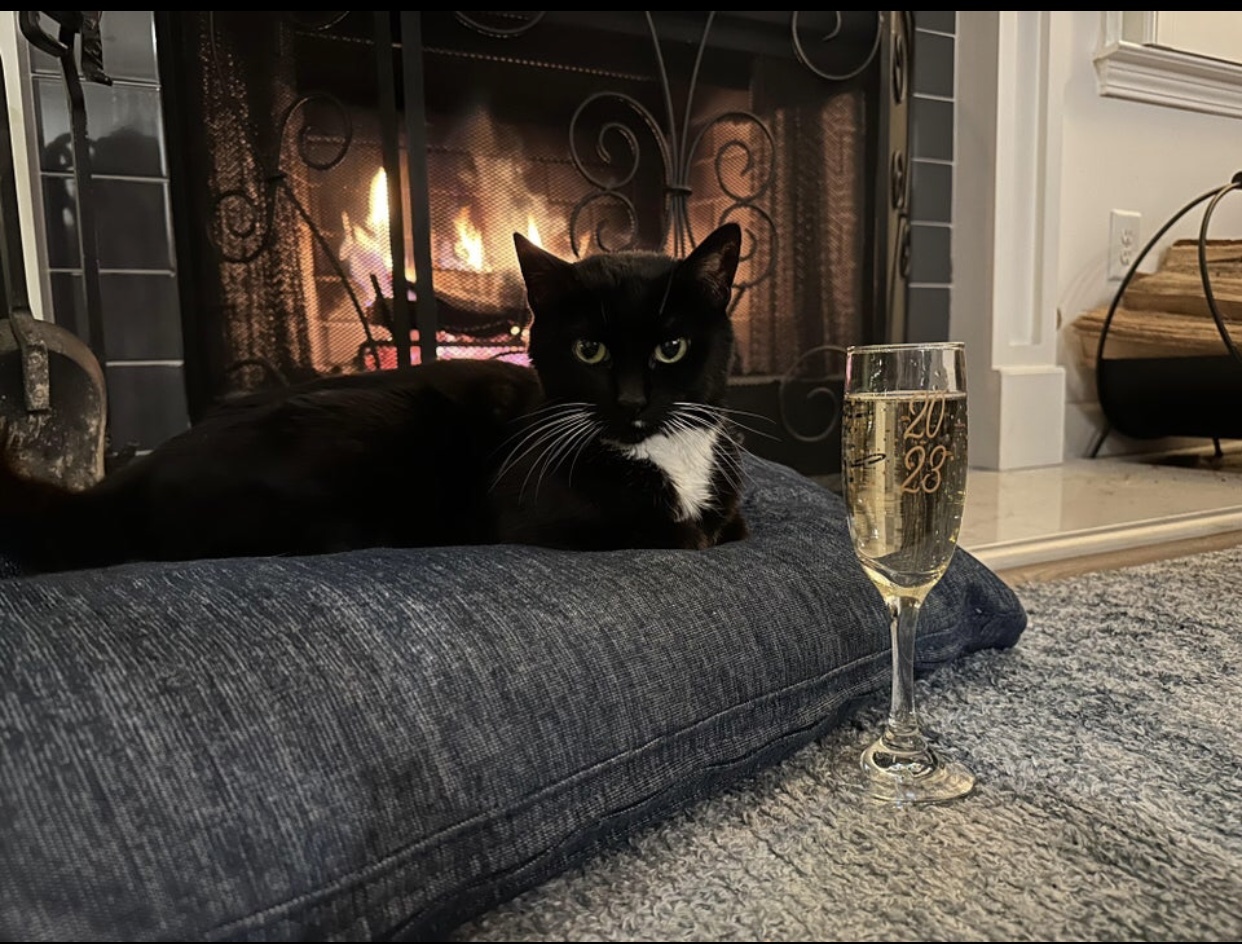 Кот с шампанским