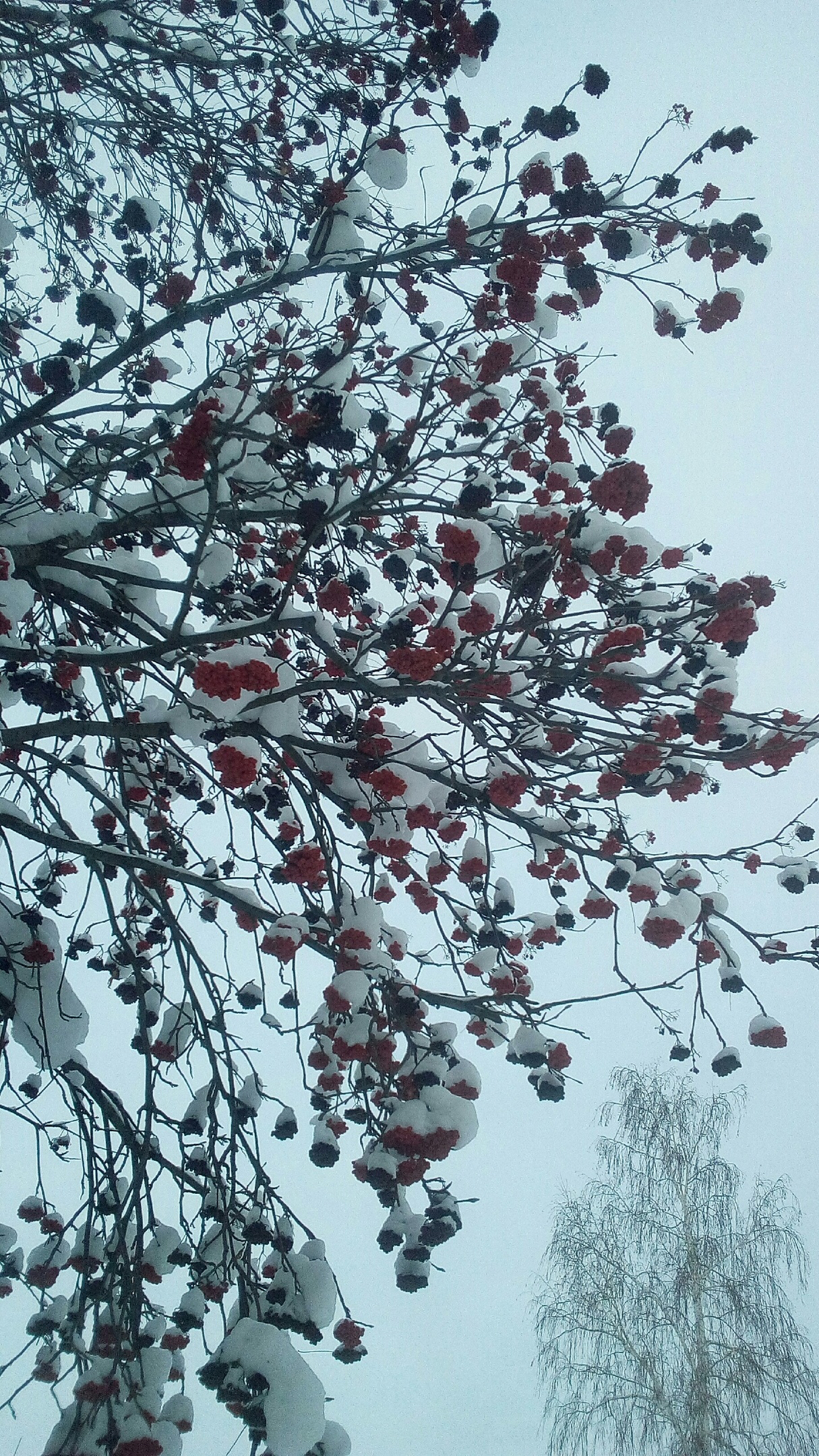 Рябиновые гроздья, выдержанные | Пикабу