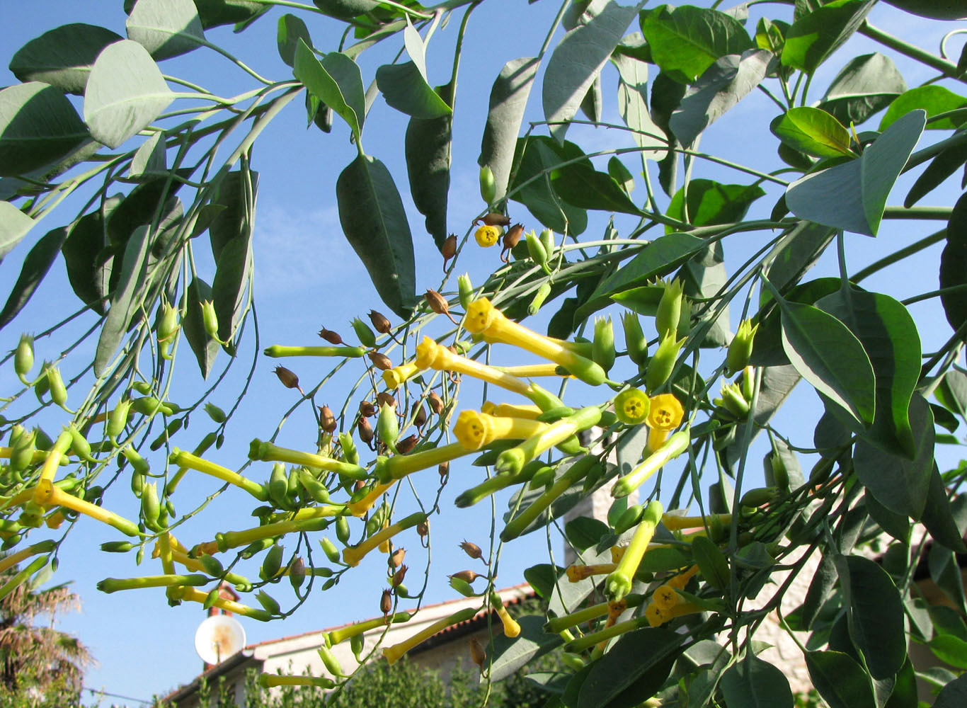 Nicotiana glauca. Комнатное дерево из семян за один сезон | Пикабу