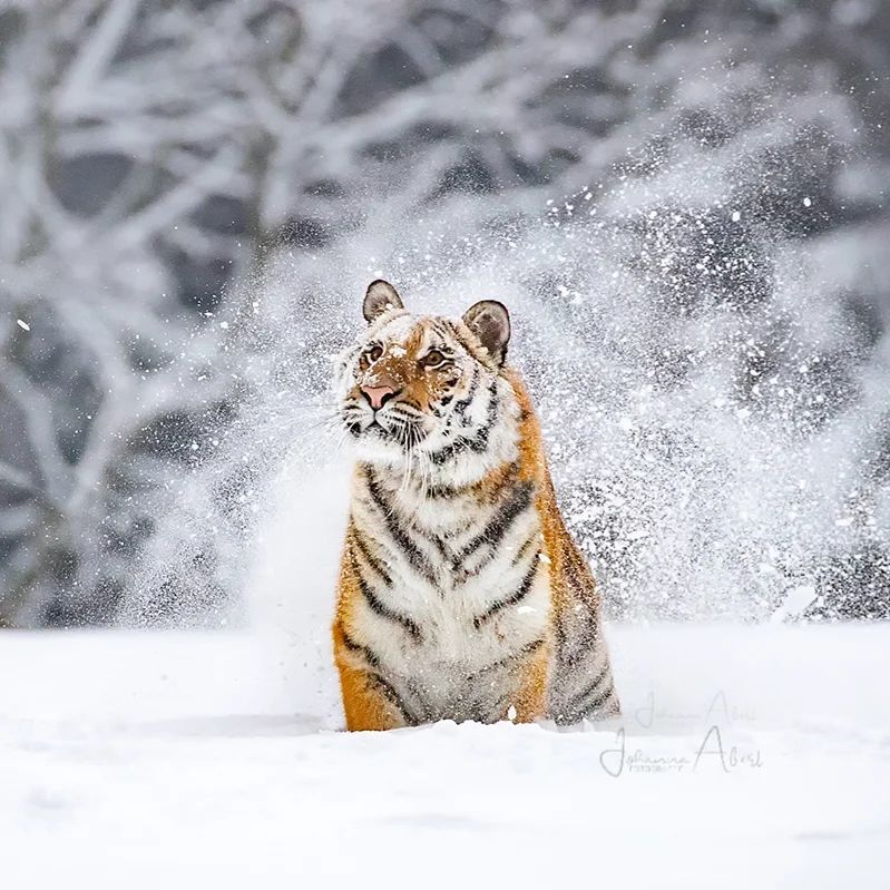 Old tiger in the snow, , 34×24 cm by Katsushika Hokusai: History, Analysis & Facts | Arthive