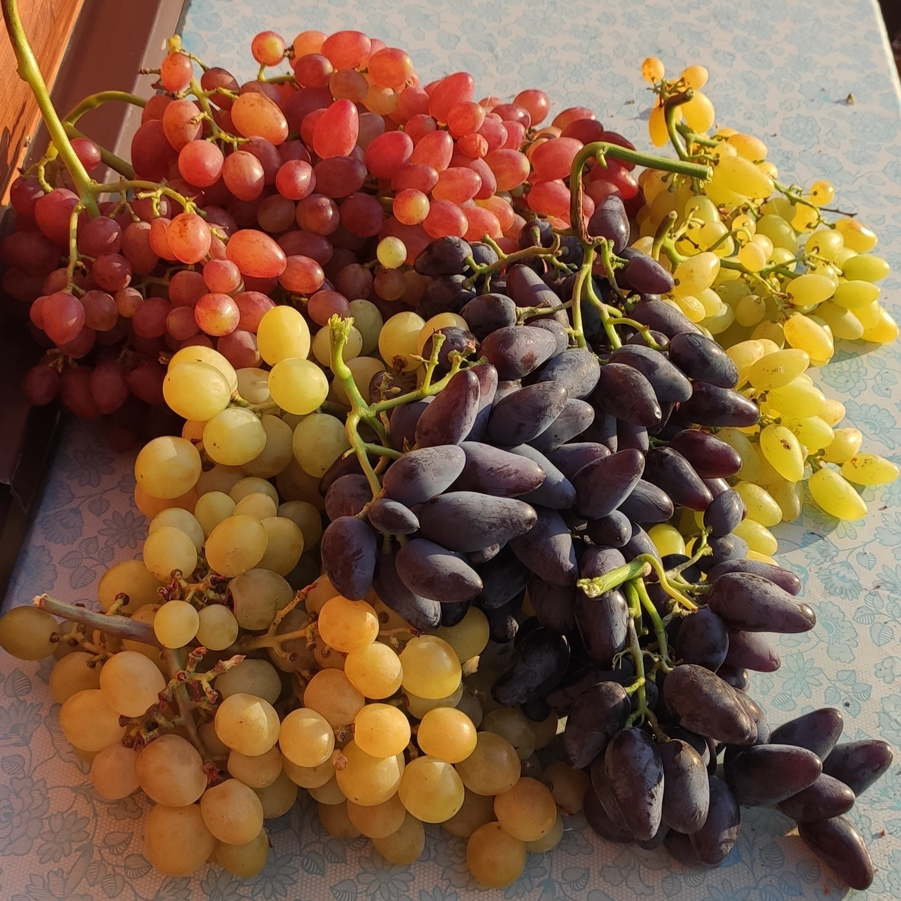 Сорта винограда для Пензенской области названия, фото, описание