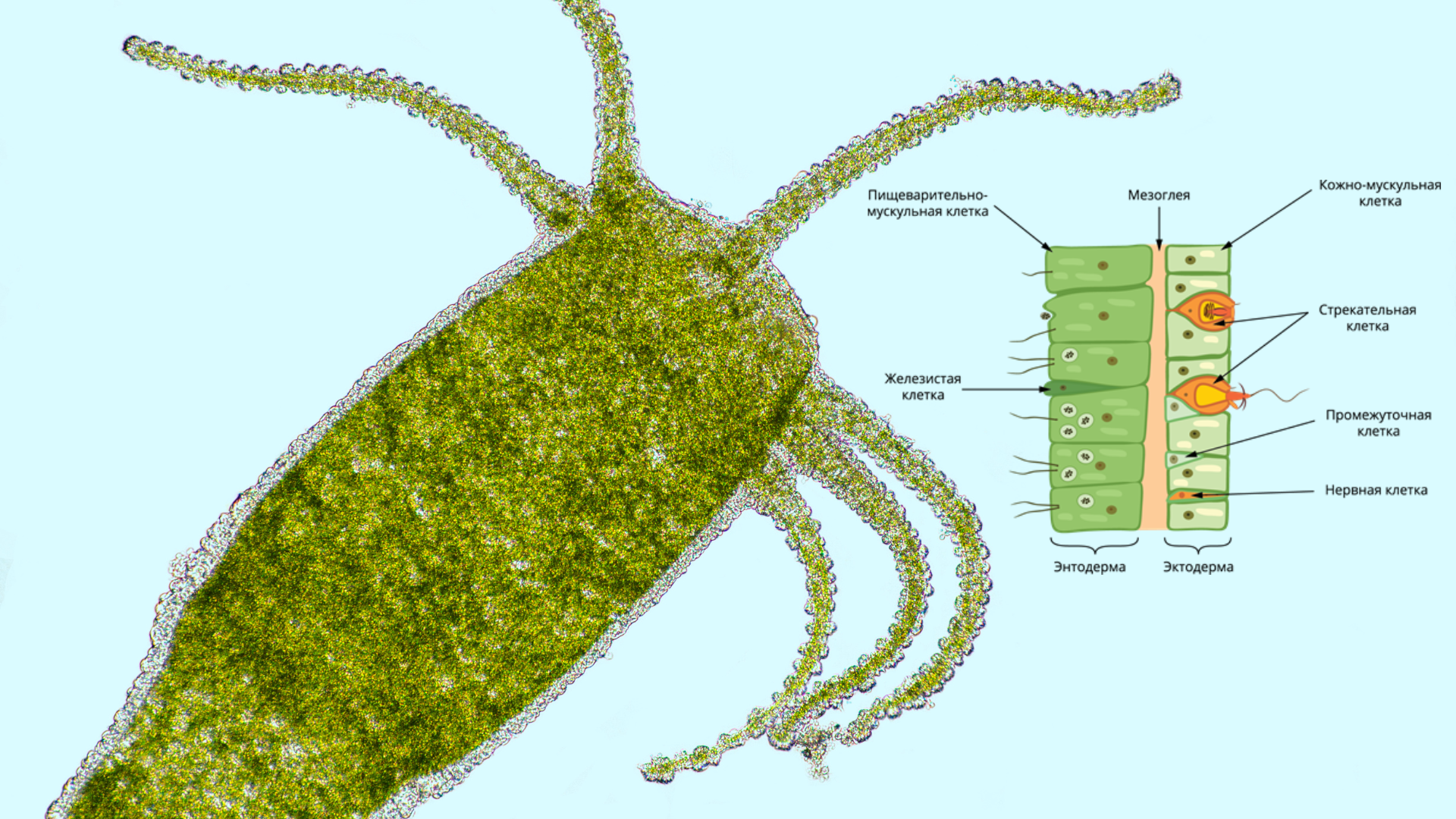 Гидра под микроскопом | Пикабу