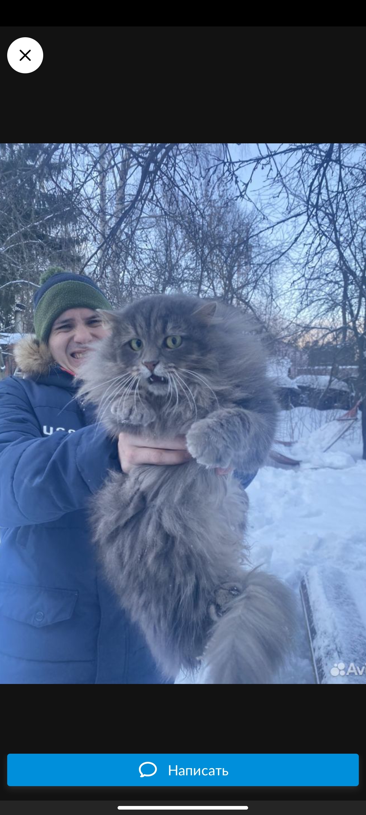 Продавали кота))) | Пикабу
