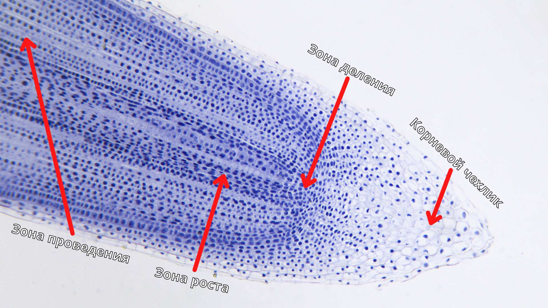 Строение корня (корешок лука) под микроскопом | Пикабу