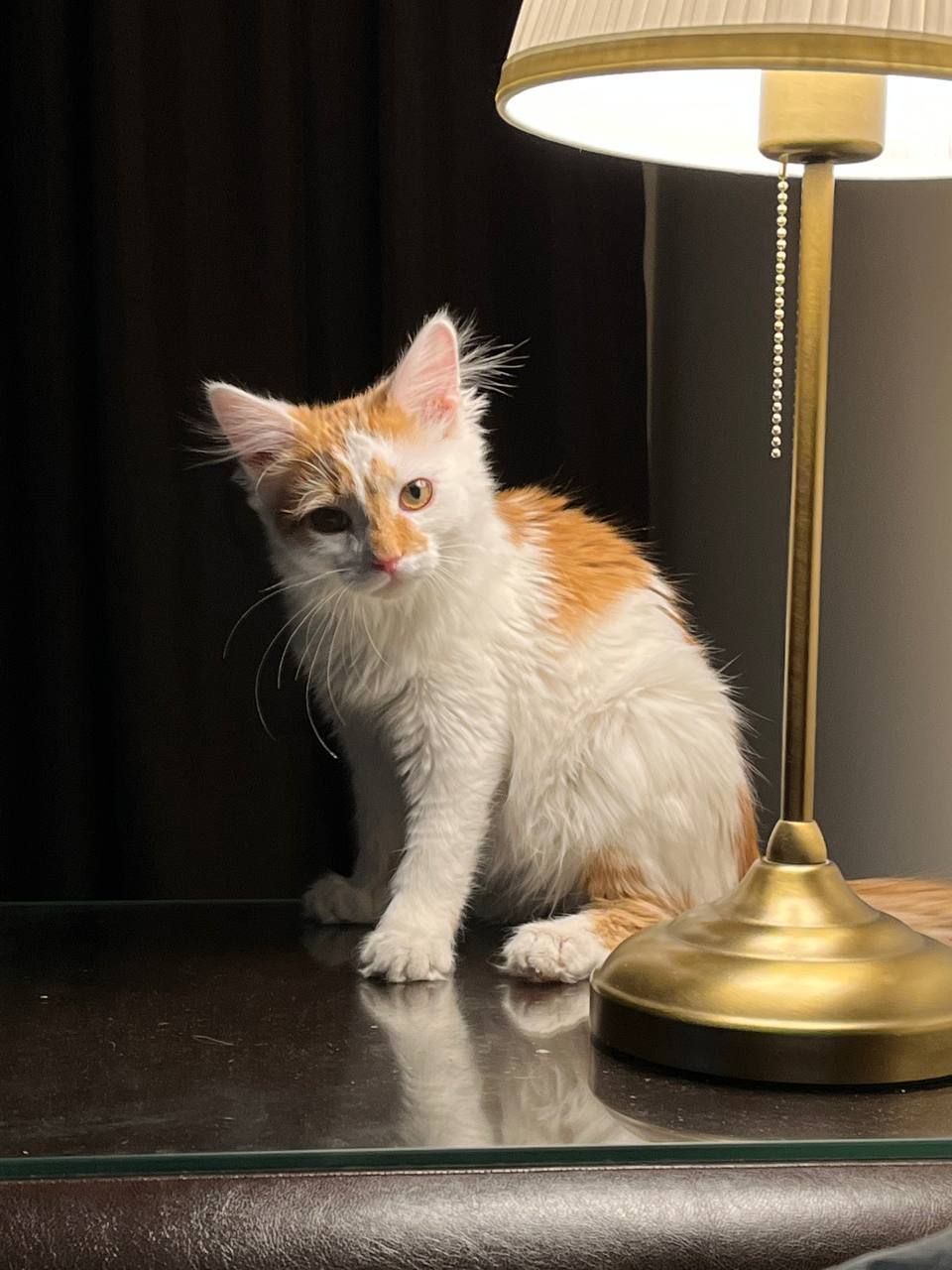 Кот лютик