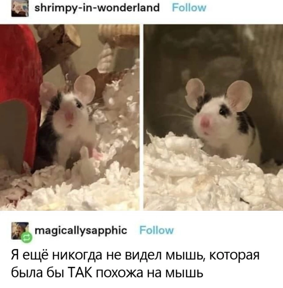 Идеальный образец | Пикабу