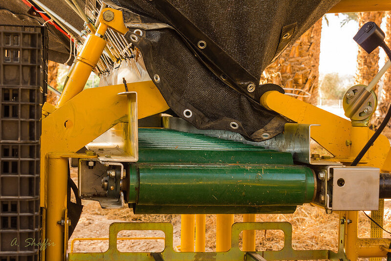 Как выращивают и собирают финики в Израиле. Часть 2 | Пикабу