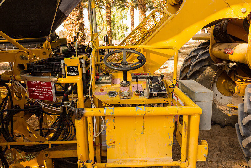 Как выращивают и собирают финики в Израиле. Часть 2 | Пикабу