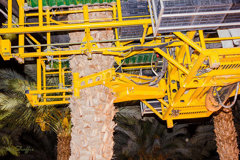 Как выращивают и собирают финики в Израиле. Часть 2 | Пикабу