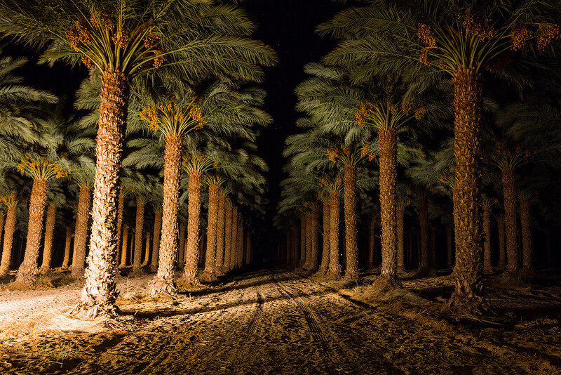 Как выращивают и собирают финики в Израиле. Часть 2 | Пикабу