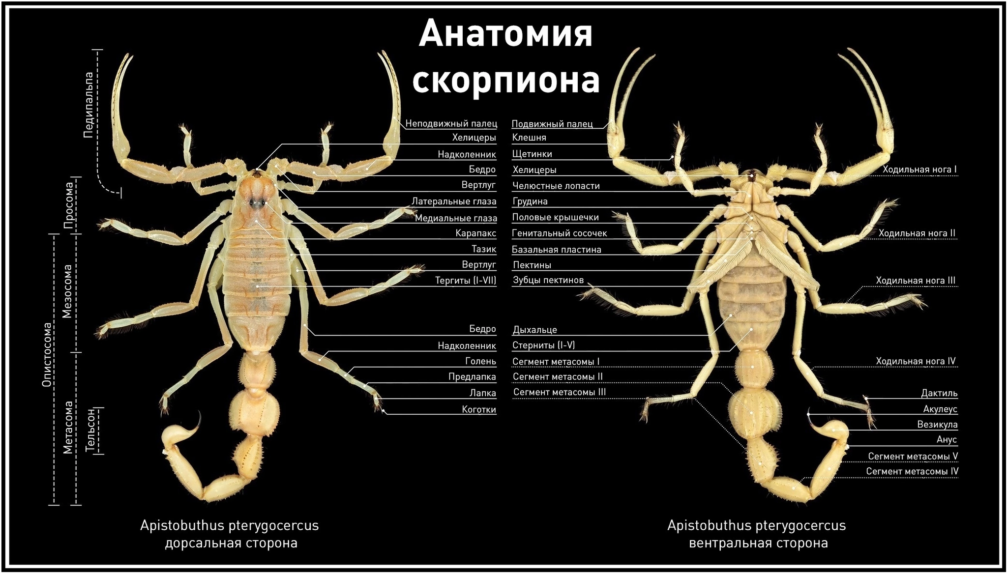 Морфология скорпионов | Пикабу