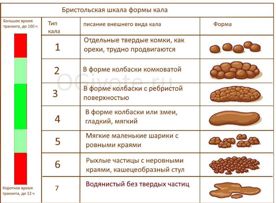 Как работает пищеварительная система человека