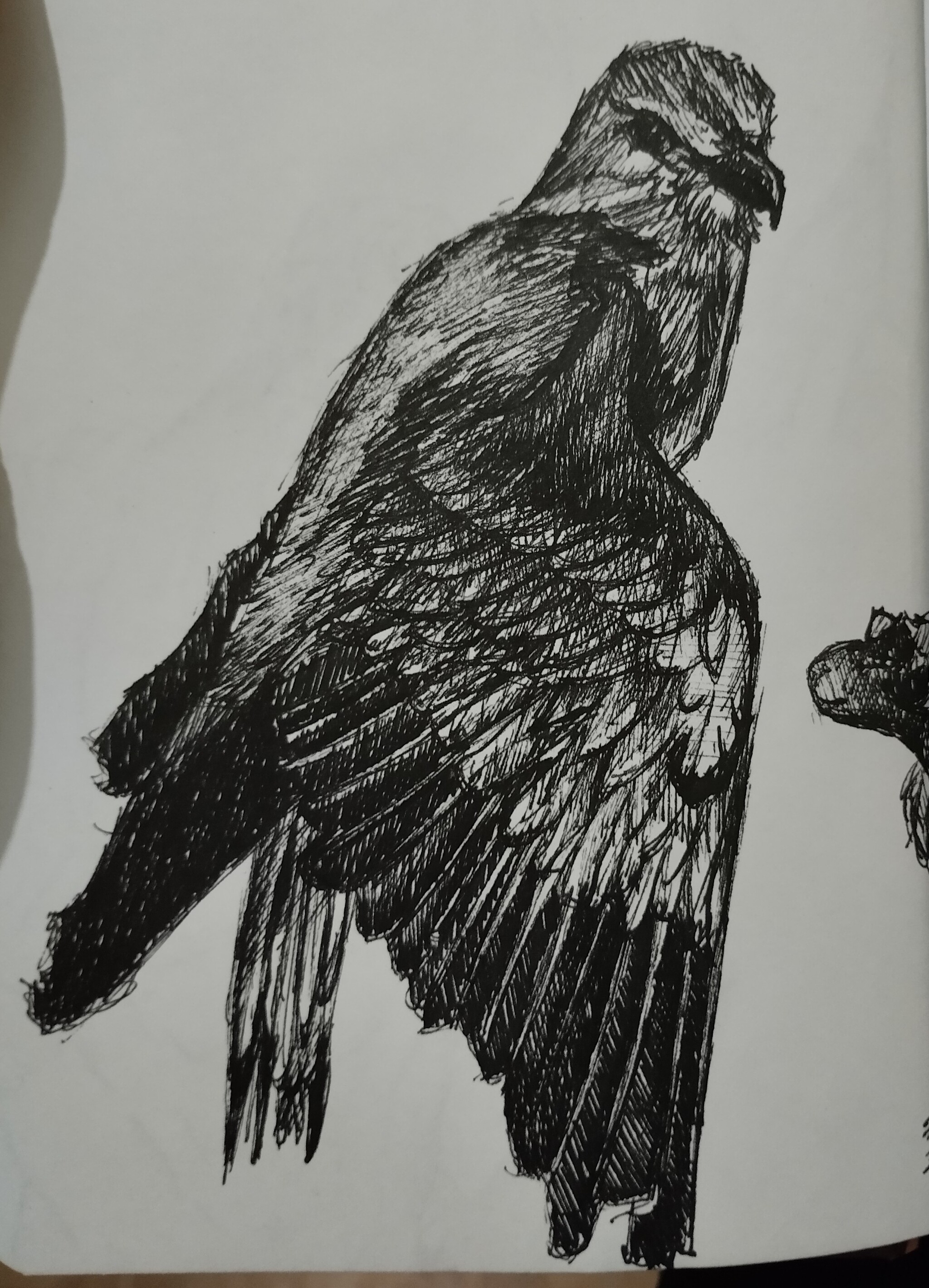 Птичка | Пикабу