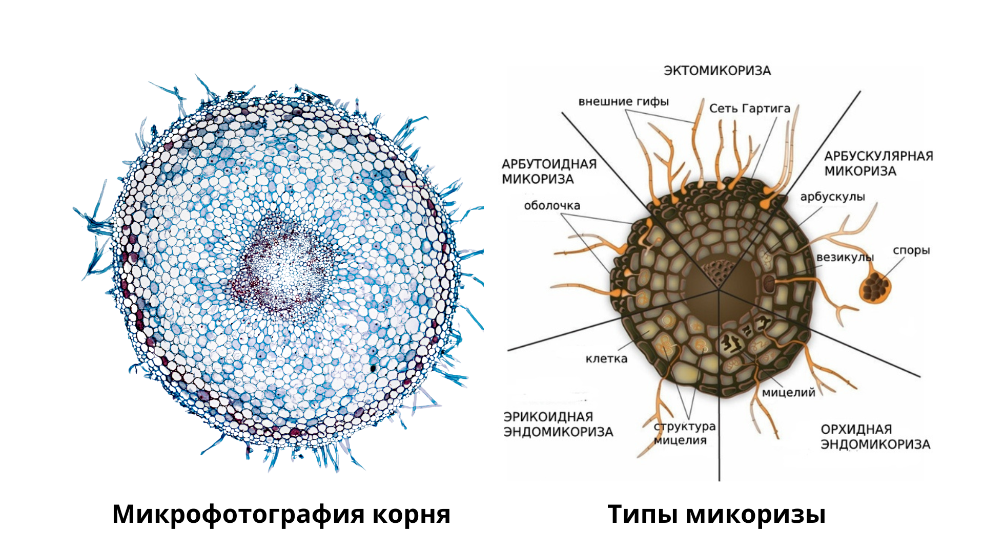 Микориза под микроскопом | Пикабу