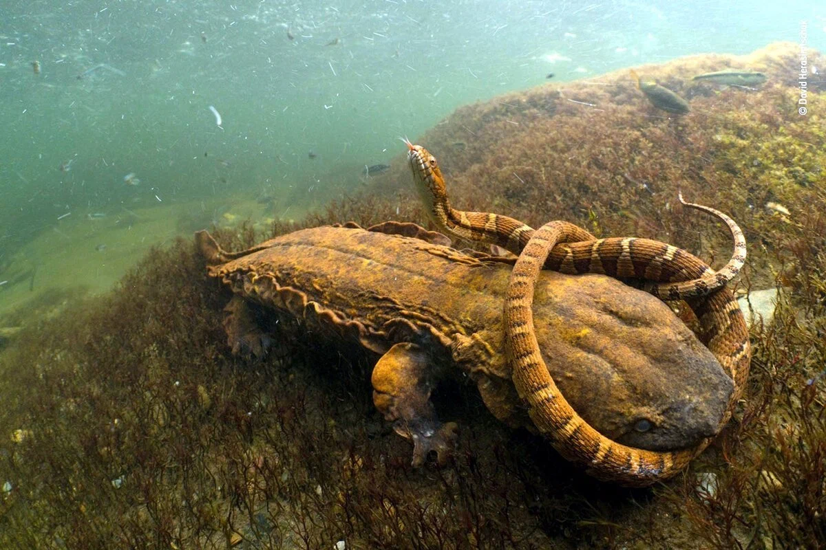 Аллеганский скрытожаберник: Крупная хищная саламандра диких водоёмов США.  По-настоящему хтоническое чудище | Пикабу